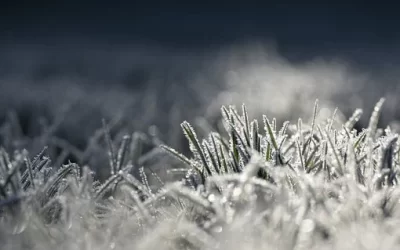 Looking after your mental health at Christmas