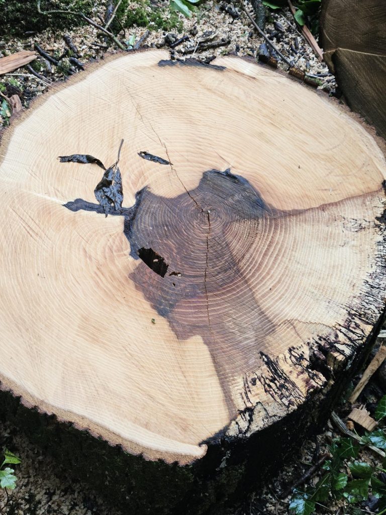 Tree stump showing ash dieback